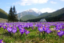 Легенди Свидівецьких гір цвітіння крокусів